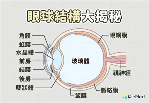 眼睛是什麼|眼睛的構造結構名稱詳細說明